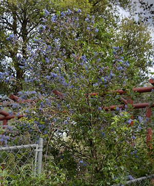 Ceanothus 'Ray Hartman'  shrub