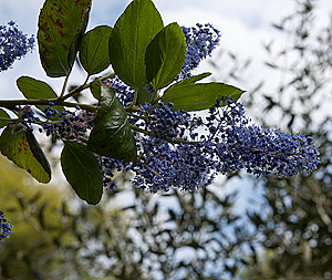 Ceanothus 'Ray Hartman'  flower