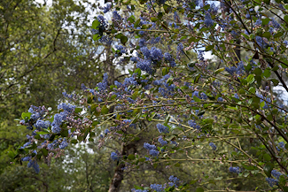 Ceanothus 'Ray Hartman'  flower