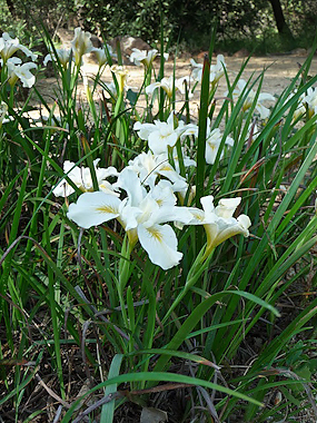 Iris douglasiana at Patrics Point