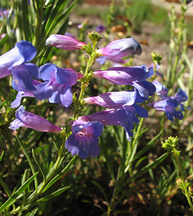 Penstemon Heterophyllus flowers