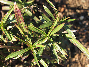 Penstemon Heterophyllus  summer leaves