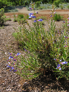 Penstemon Heterophyllus  plant