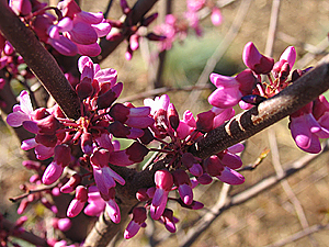 Cercis occidentalis flowers