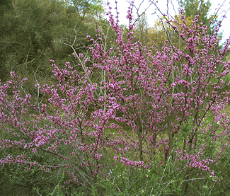 Cercis occidentalis  shrub