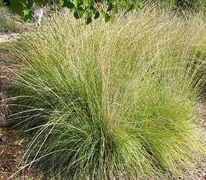 Muhlenbergia rigens plant