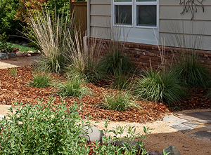 Muhlenbergia rigens plants