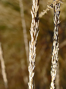 Muhlenbergia rigens seedhead