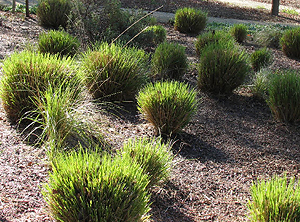 Muhlenbergia rigens trimmed