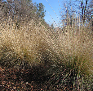 Muhlenbergia rigens  winter