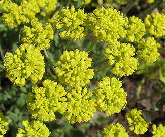 Eriogonum umbellatum flowers