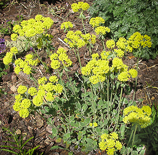 Eriogonum umbellatum 