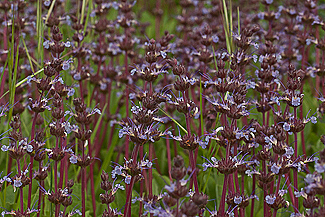 Salvia sonomensis  flowers