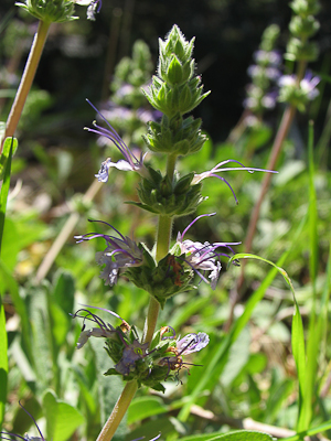 Salvia sonomensis flower