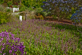 Salvia sonomensis  one plant