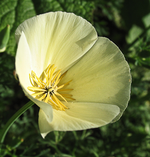 Eschscholzia californica light yellow flower