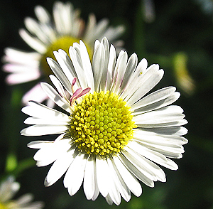 Santa Barbara Daisy