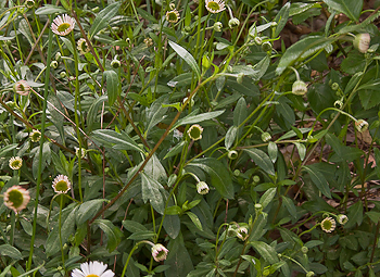 Erigeron karvinskianus plant