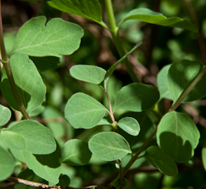 Symphoricarpos albus leaves