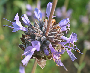 Salvia Clevelandii 'Allan Chickering'  flower