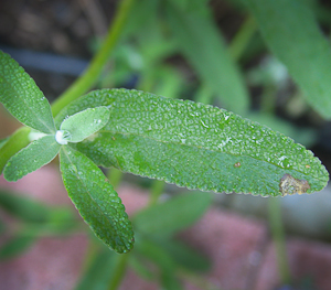 Salvia Clevelandii 'Allan Chickering'  keaf