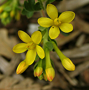 Ribes aureum flowers