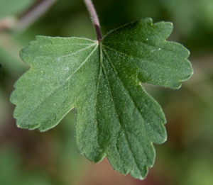 Ribes aureum 