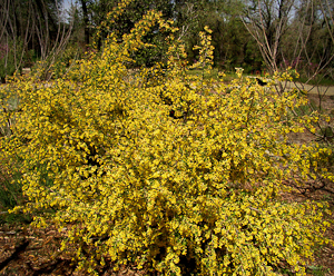 Ribes aureum  shrub in flower