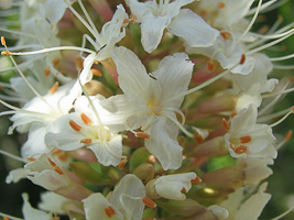 flower detail