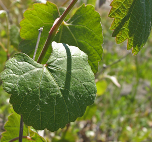 Vitis californica leaves