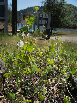 Vitis californica at Bailey Cove