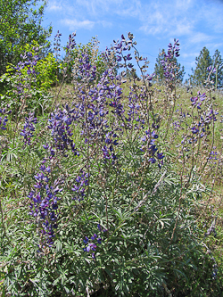 Lupinus albifrons plant