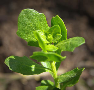 Baccharis pilularis leaves