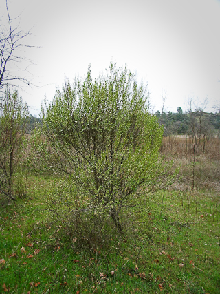 Baccharis pilularis on the savanna at Turtle Bay