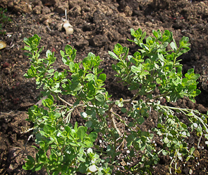 Baccharis pilularis in Victoria Garden