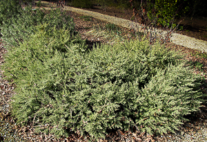 Baccharis pilularis 'Twin Peaks'