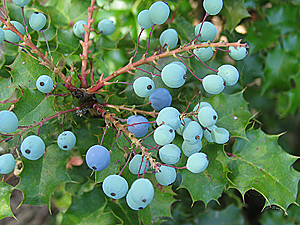 Mahonia aquifolium fruit