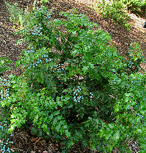 Mahonia aquifolium shrub