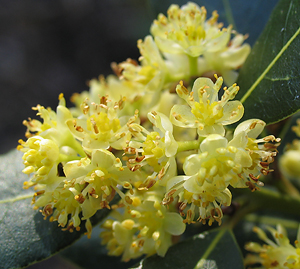 Umbellularia californica flower