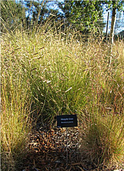 Bouteloua gracilis summer