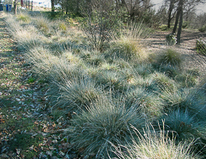 Festuca idahoensis 'Siskiyou Blue' mass planting