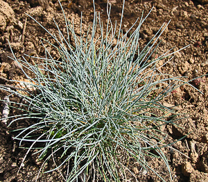 Festuca idahoensis 'Siskiyou Blue' plant