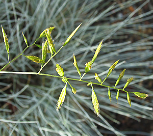 Festuca idahoensis 'Siskiyou Blue' seedhead