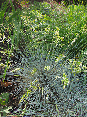 Festuca idahoensis 'Siskiyou Blue' in flower