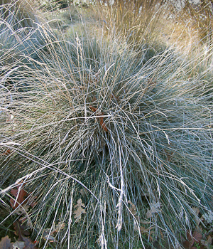 Festuca idahoensis 'Siskiyou Blue' in winter