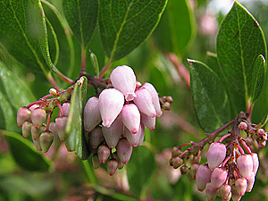 Arctostaphylos densiflora 'Howard Mcminn'  flowers