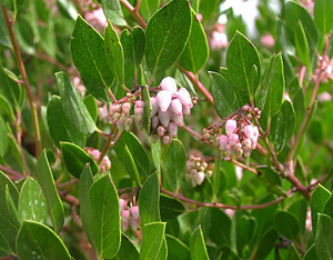 Arctostaphylos densiflora 'Howard Mcminn' flowers and leaves