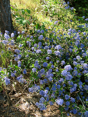 Ceanothus lemmonii shrub