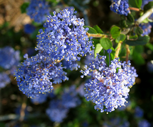 Ceanothus lemmonii flowers