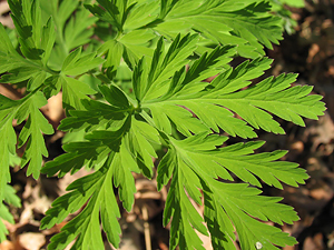 Dicentra formosa leaf